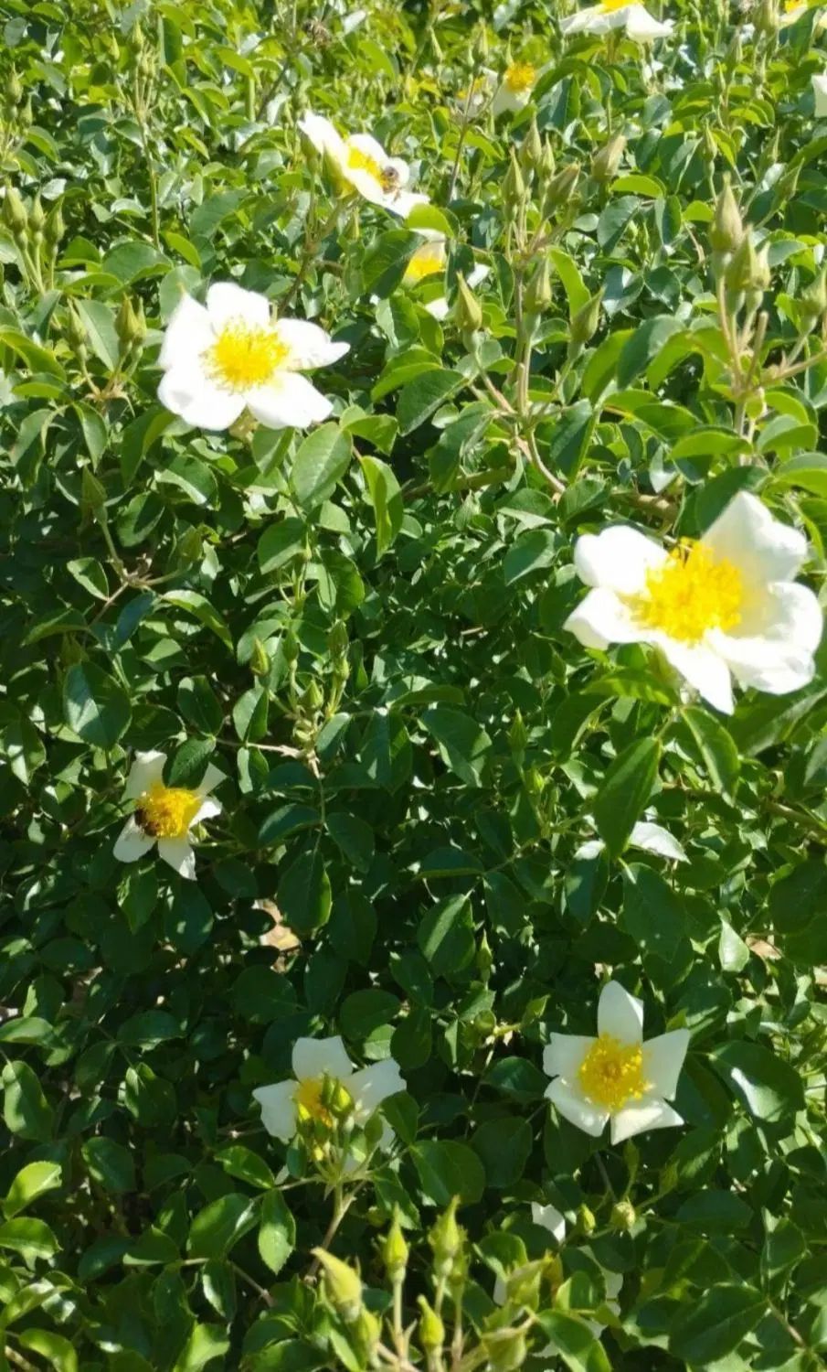 نهال نسترن میمندفارس برای عرق گیری|گل و گیاه طبیعی|اصفهان, راران|دیوار