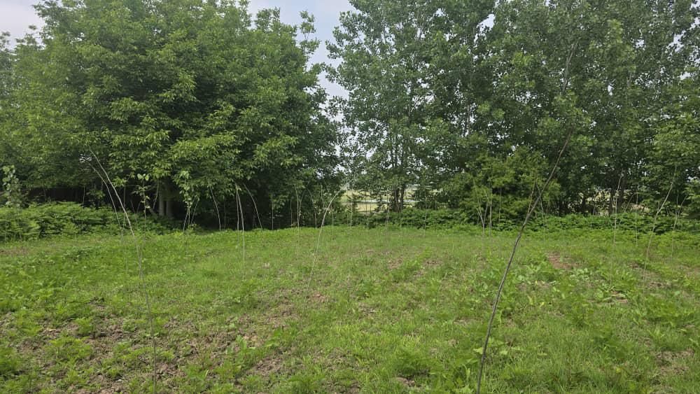 فروش زمین قابل ساخت و ساز (۲پلاک)|فروش زمین و ملک کلنگی|لشت نشا, |دیوار