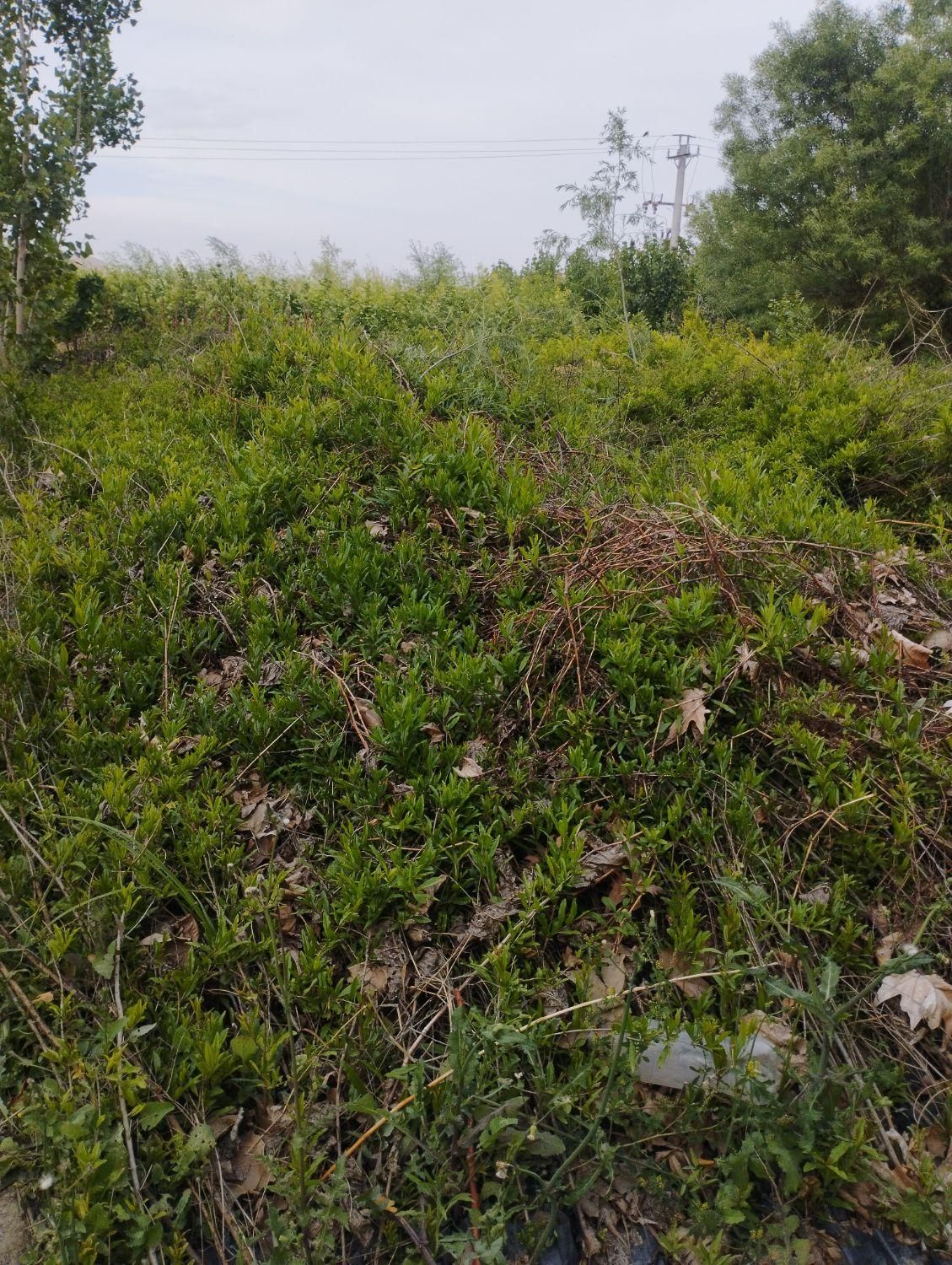 نهال انار شهرضا|خدمات باغبانی و درختکاری|اصفهان, ردان|دیوار