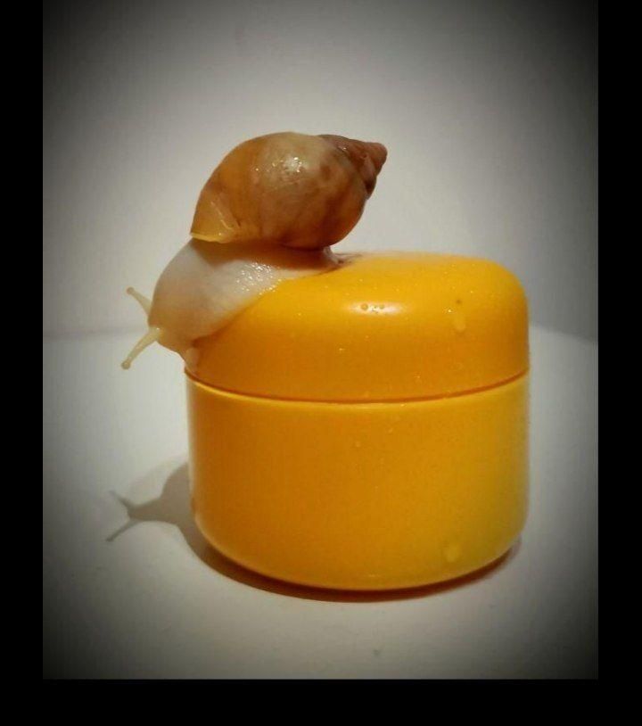 محصولات کاملا طبیعی حلزون|آرایشی، بهداشتی، درمانی|ماهدشت, |دیوار