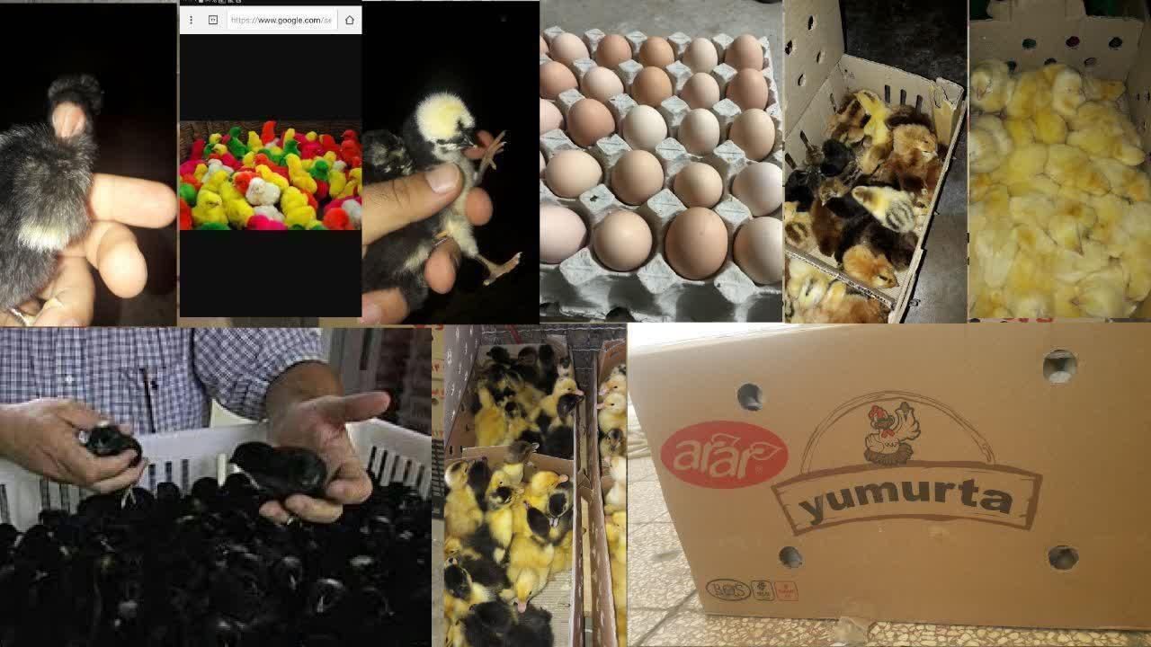 تخم نطفه دار با تضمین نطفه عمده|حیوانات مزرعه|قم, نیروگاه|دیوار