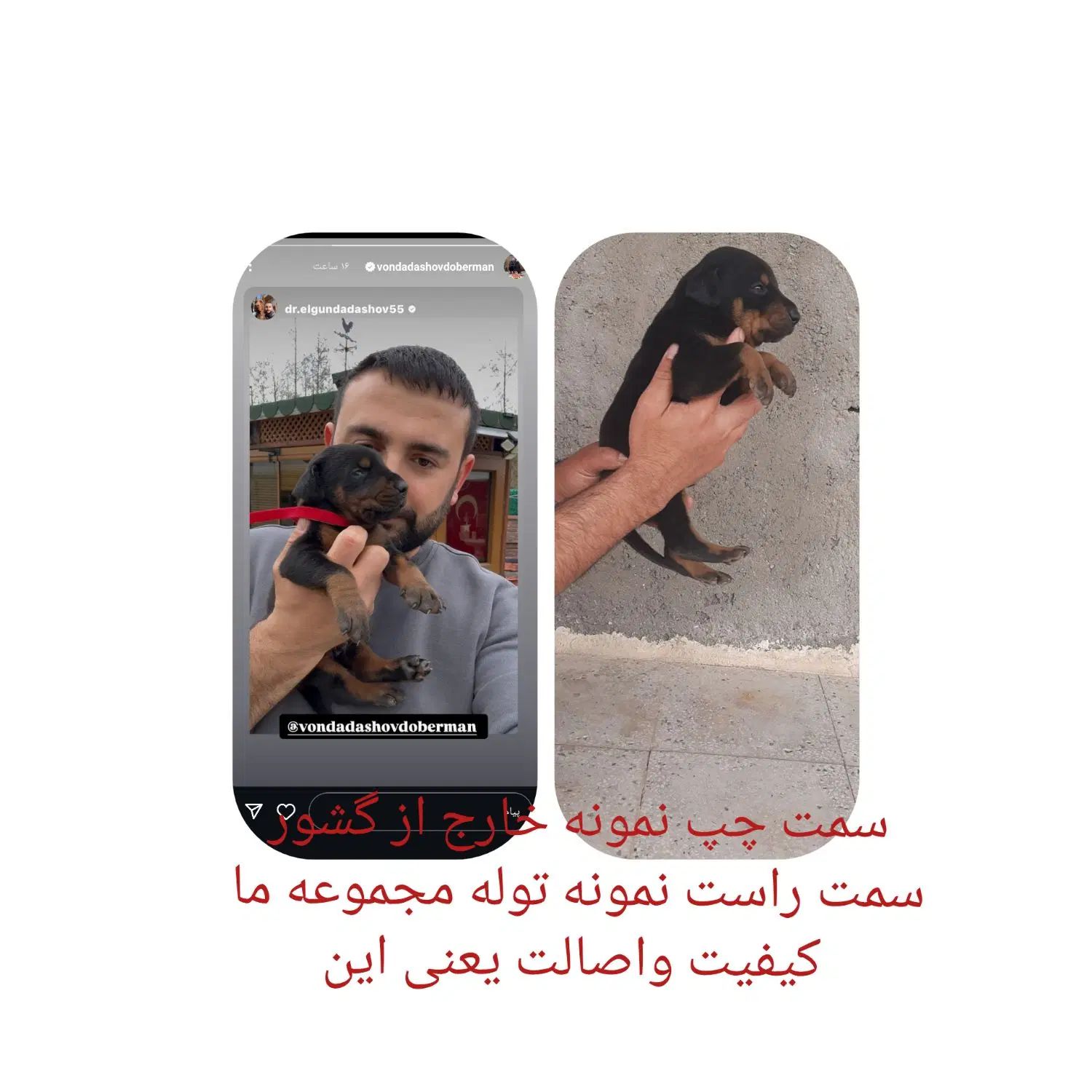 واگذاری توله دوبرمن اصیل تیپ اروپایی مفت|سگ|تهران, آذری|دیوار