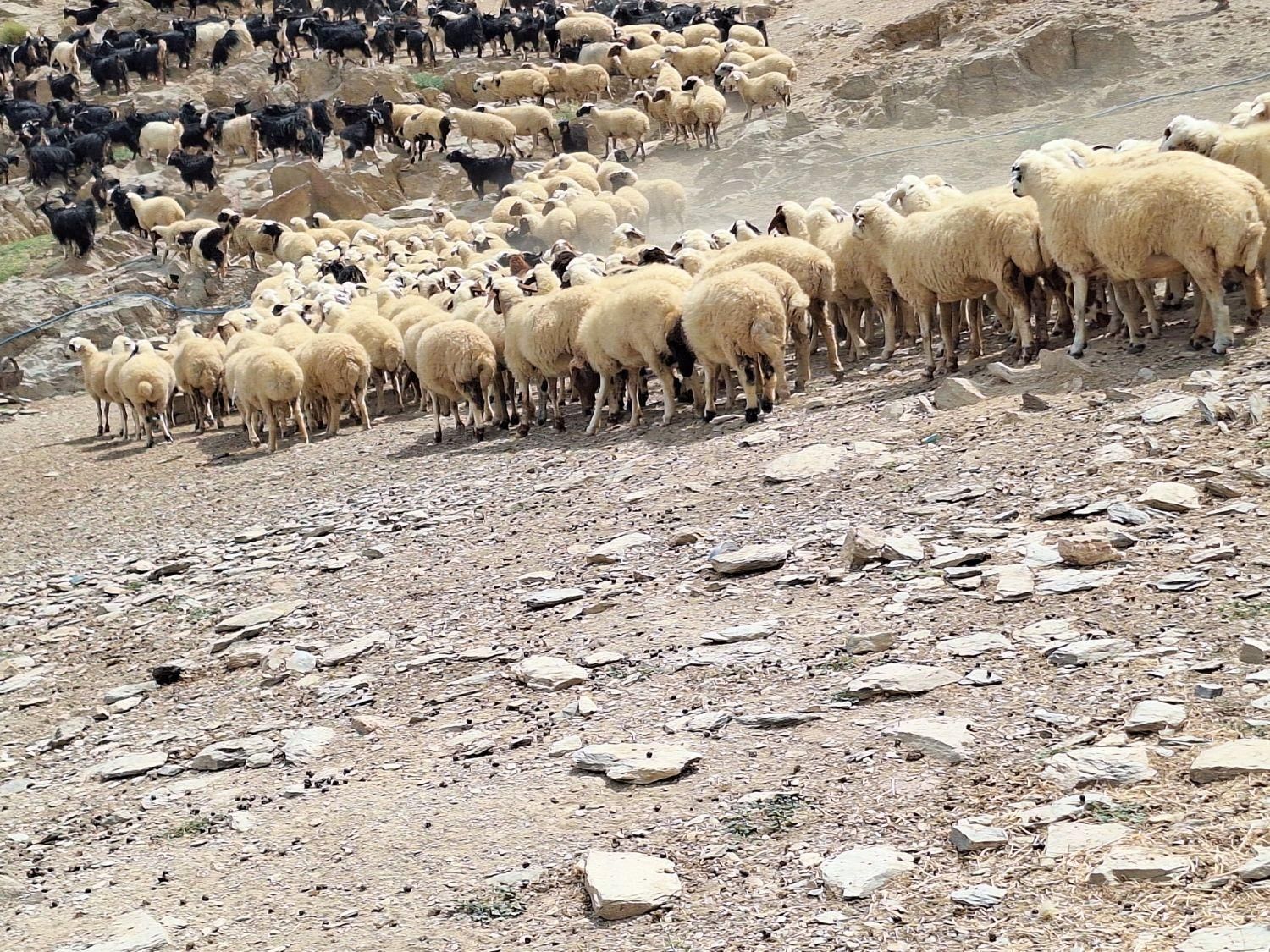 فروش گله میش  بز بزغاله معاوضه با ایسوزو یا نقدی|حیوانات مزرعه|شاهین‌شهر, فردوسی|دیوار