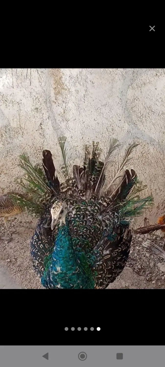 طاووس چهار ماهه معاویه با گرینچیک وشاه طوطی|پرنده|گرگان, |دیوار
