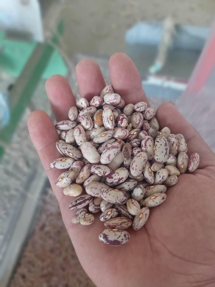 فروش عمده لوبیا چیتی ازبک|خوردنی و آشامیدنی|تهران, شوش|دیوار