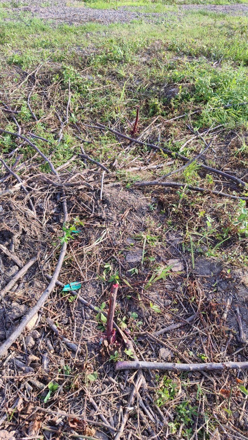 ۲۷ متر مربع سهم زمین مجتمع سیمرغ وزارت کشور|فروش زمین و ملک کلنگی|اسلامشهر, سیمرغ|دیوار