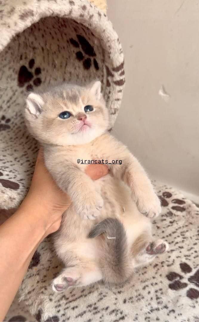 بچه گربه های کیوت میوت شیراز|گربه|شیراز, طلاب|دیوار