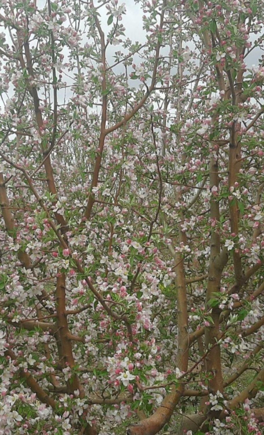 باغ ویلا 60میلیون تومان،اقساط و 100متر زمین رایگان|فروش زمین و ملک کلنگی|خمین, |دیوار