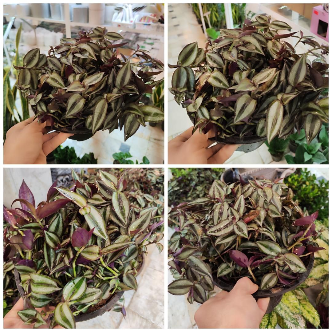 گل چشم آهویی برگ بیدی گلدان درزگیر محافظ ریشه|گل و گیاه طبیعی|قم, نیروگاه|دیوار