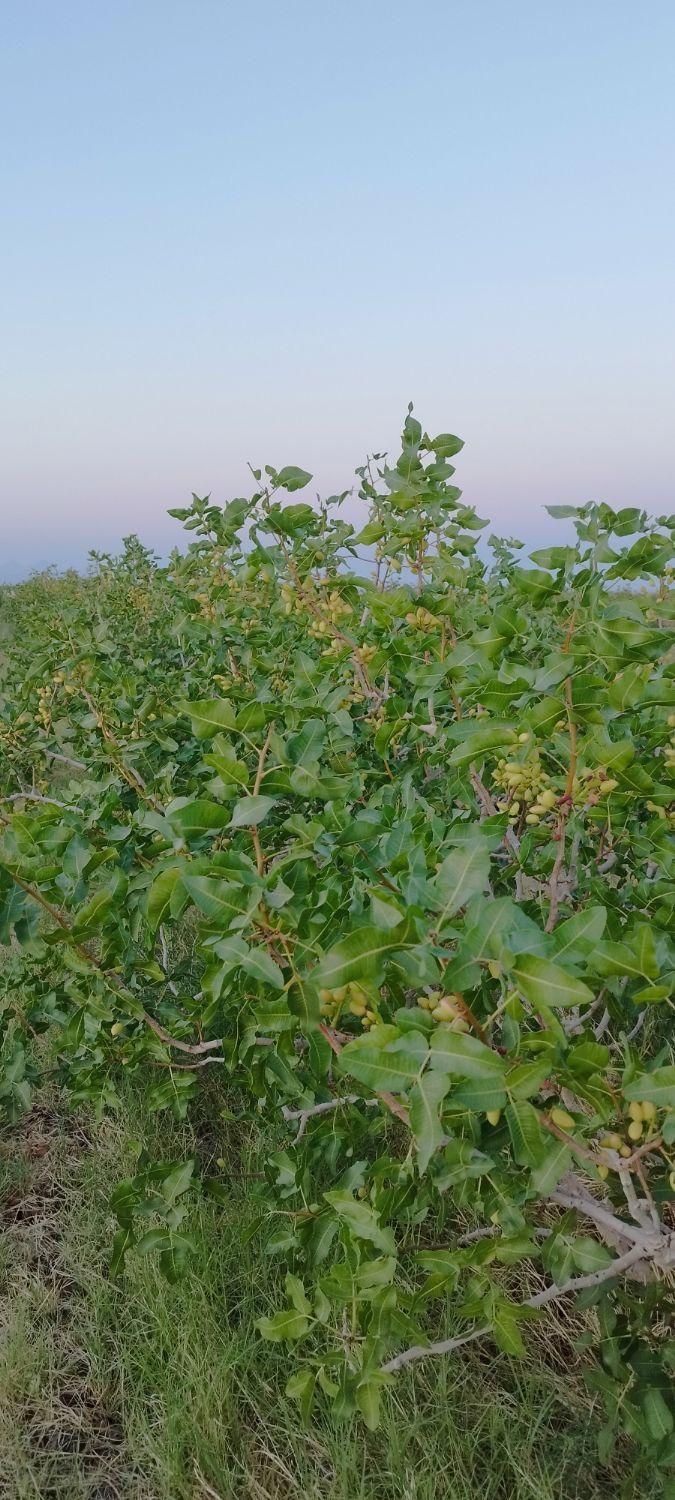 سرمایه گذاری پسته ثمری آب شیرین|فروش دفتر صنعتی، کشاورزی، تجاری|یزد, |دیوار