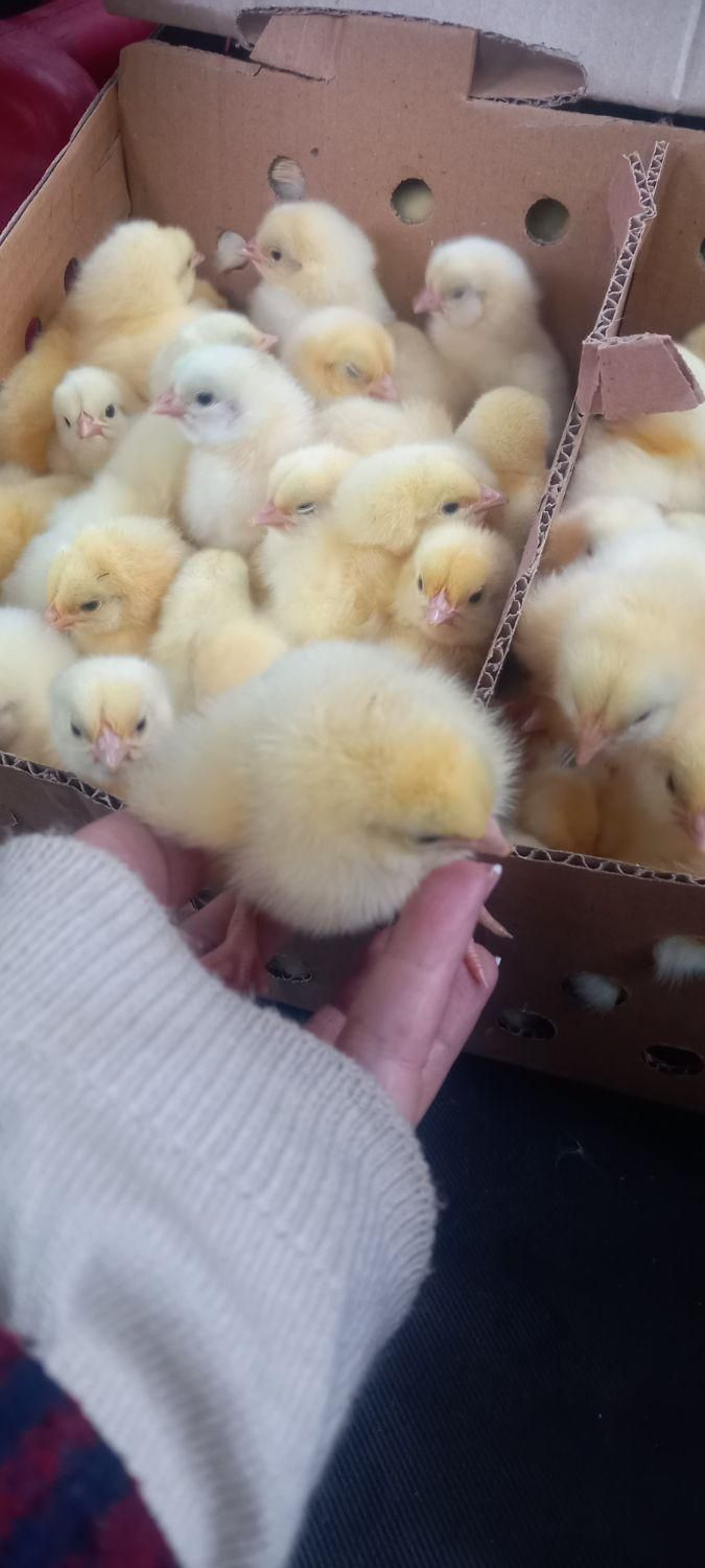 فروش جوجه راس و‌جوجه محلی و اردک مستقیم از کارخانه|حیوانات مزرعه|آمل, |دیوار