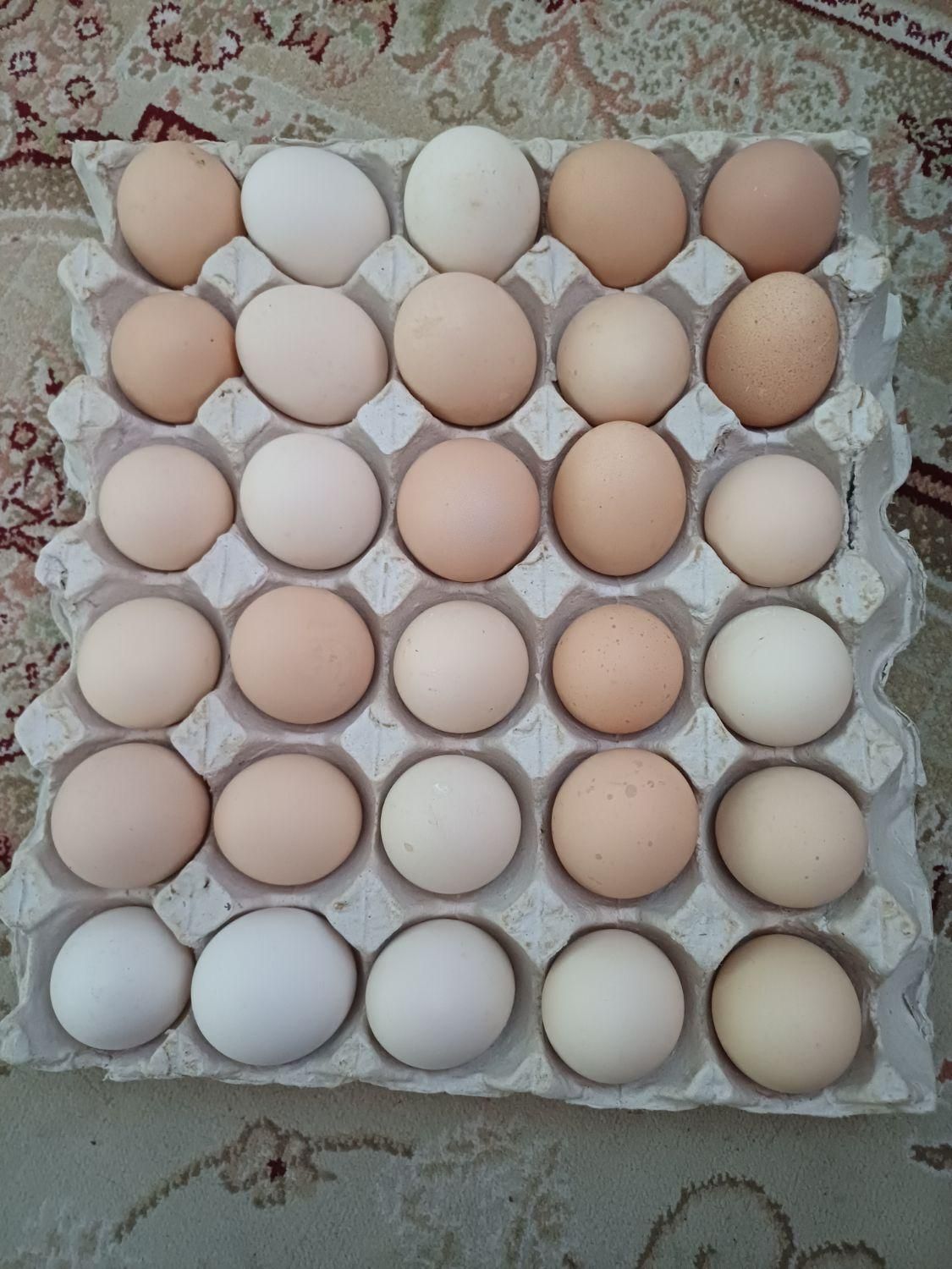 تخم مرغ|خوردنی و آشامیدنی|قزوین, |دیوار