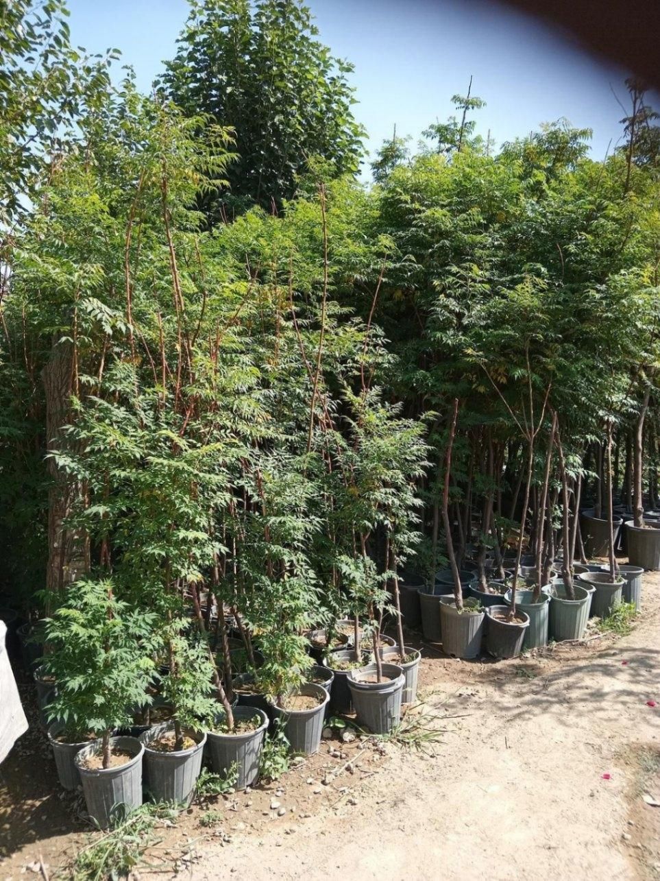 سنجد نهال و درخت گل وگیاه نصاب سرویس سیار فضای سبز|خدمات باغبانی و درختکاری|تهران, مهران (سیدخندان)|دیوار