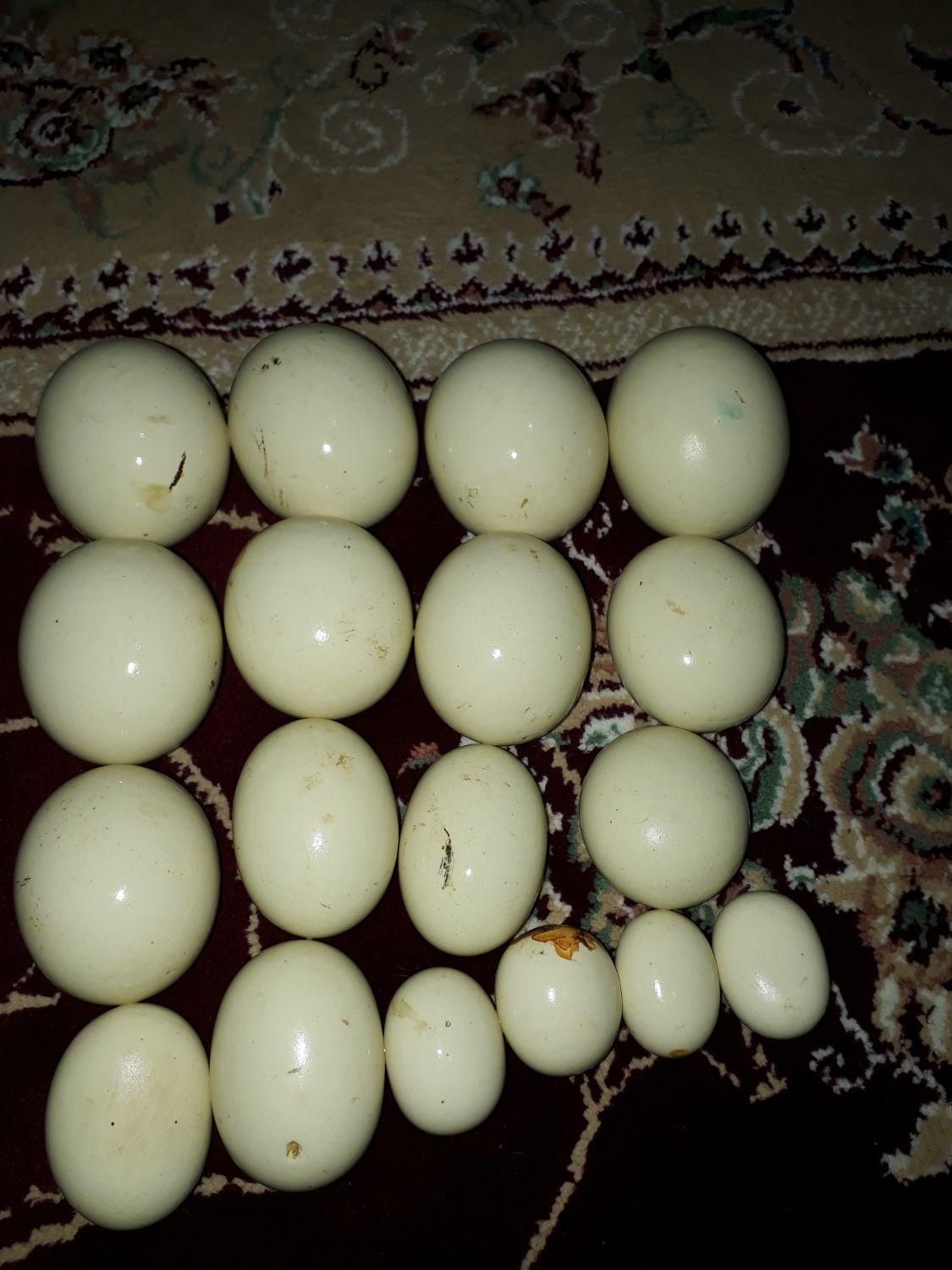سنگ الماس آسیاب|جواهرات|رشت, عینک|دیوار