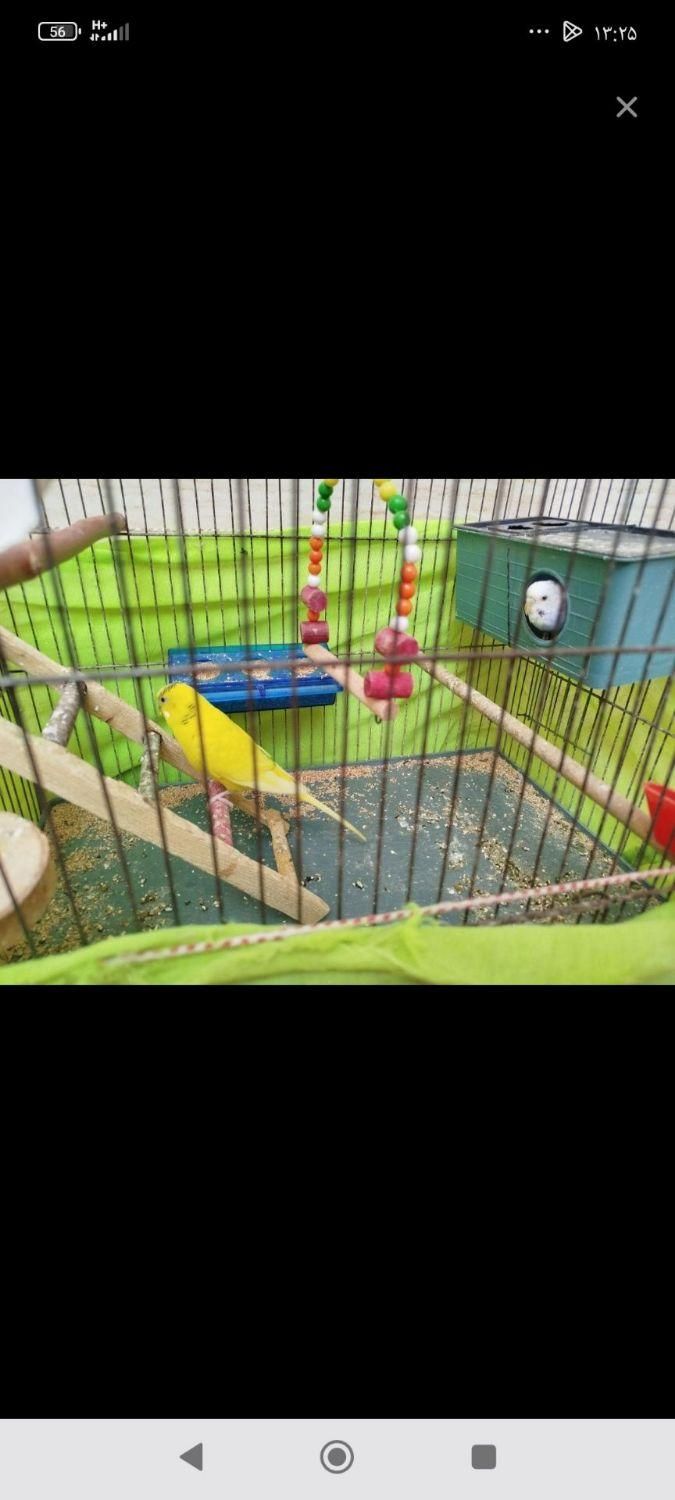 یک جفت مرغ عشق مولد|پرنده|هرسین, |دیوار