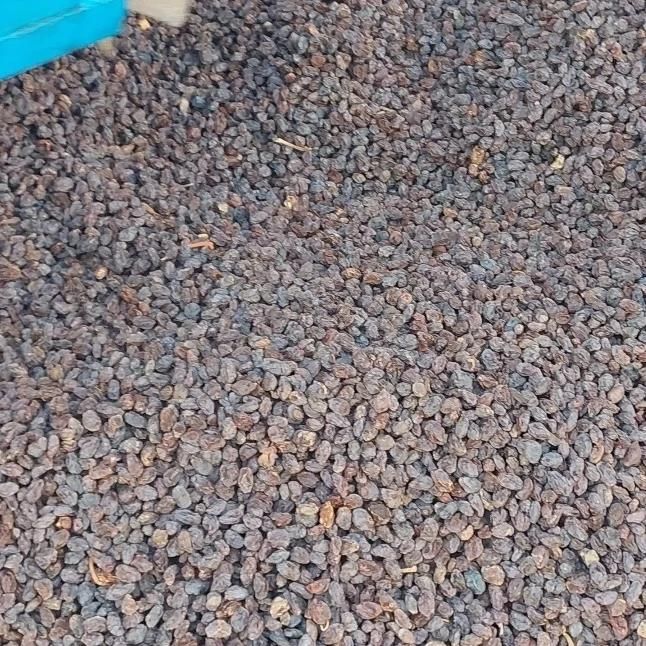 مویز آفتابی شیره|خوردنی و آشامیدنی|شیراز, میانرود|دیوار