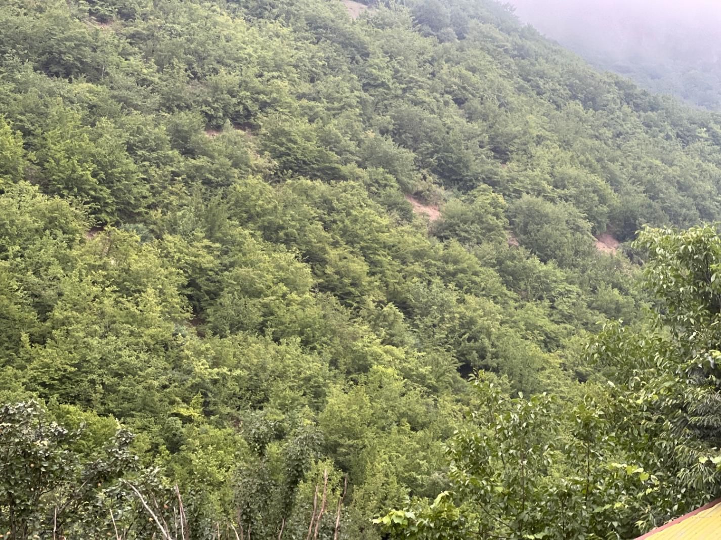 زمین ۱۸۸۰ متر واقع در کلاردشت دوبال قابل تفکیک|فروش زمین و ملک کلنگی|کلاردشت, |دیوار