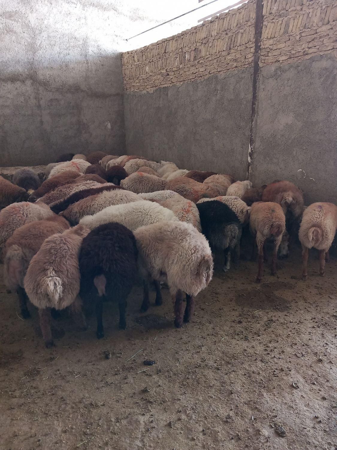 گوسفند زنده پرواری (بومهن)|حیوانات مزرعه|بومهن, |دیوار