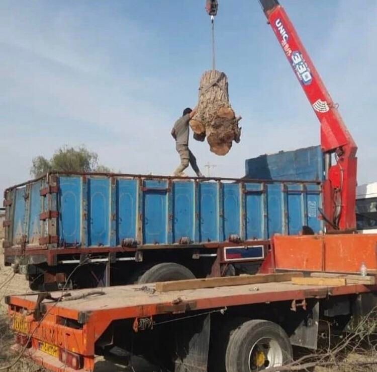 خریدار انواع درخت وچوب،هرس و برش با اره بنزینی|خدمات باغبانی و درختکاری|بندرعباس, |دیوار