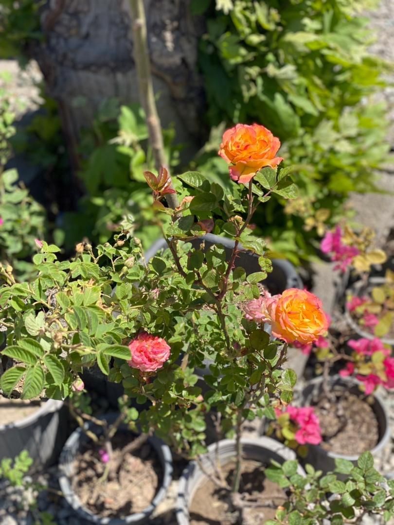 گل رز هلندی ۲ساله دایم گل فقط|گل و گیاه طبیعی|تهران, شهرک استقلال|دیوار