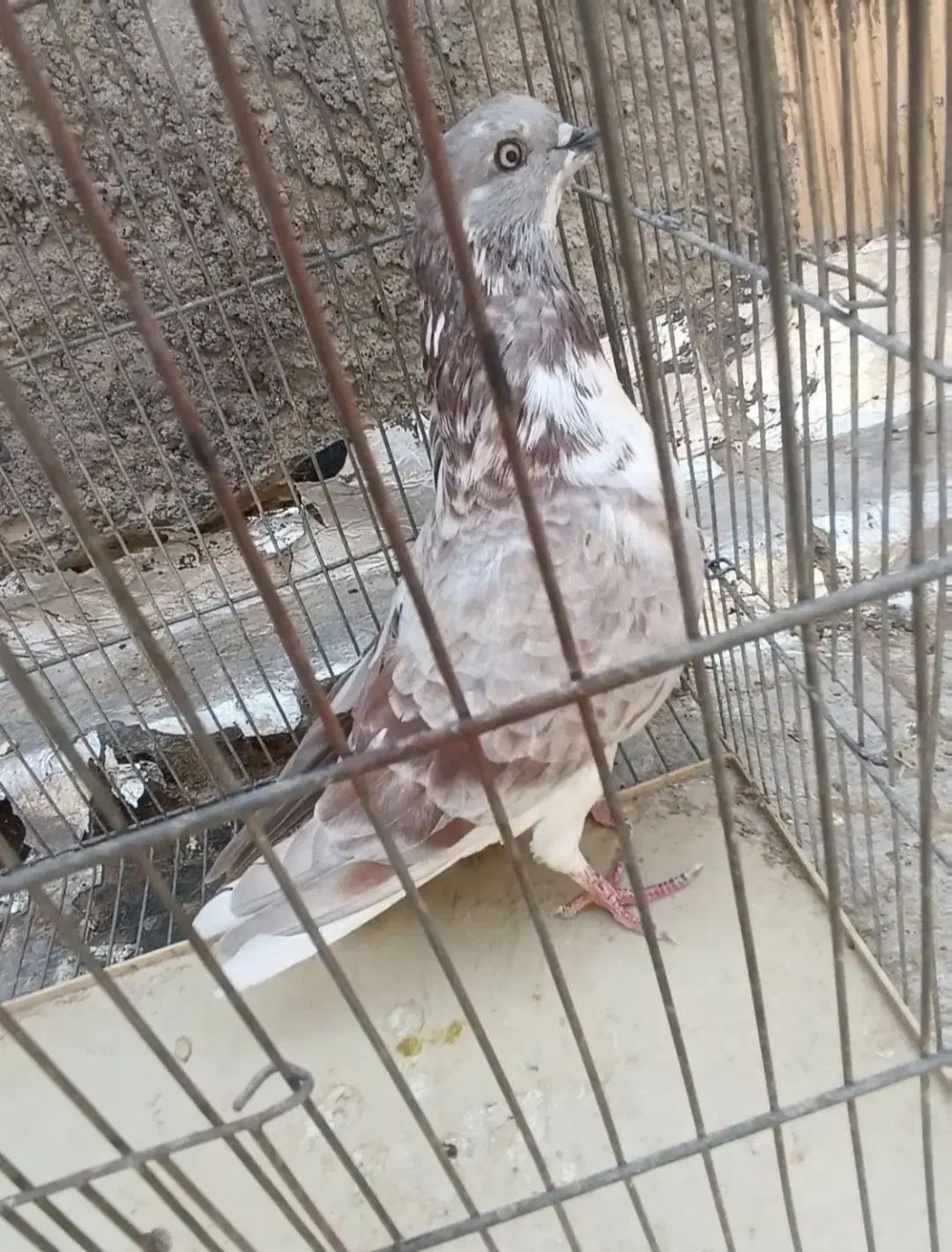 کفتر نر|پرنده|اصفهان, گورت|دیوار