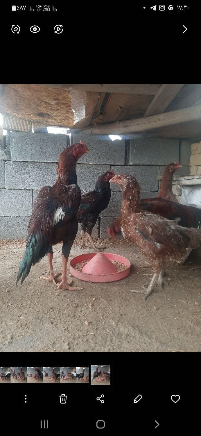 تخم مرغ لاری|حیوانات مزرعه|مرودشت, گندم‎|دیوار