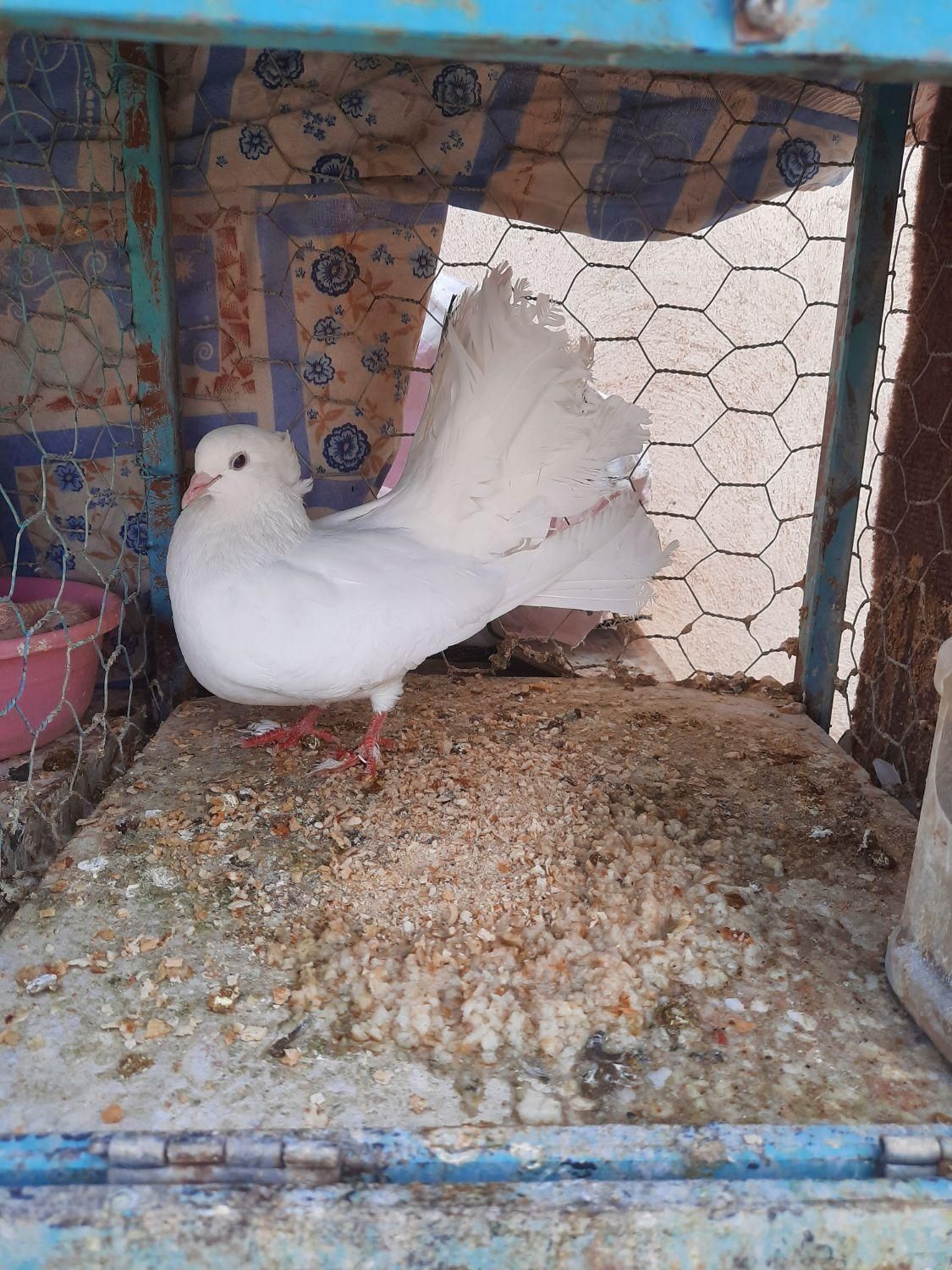 ماده دم چتری|پرنده|اصفهان, مهدی آباد|دیوار