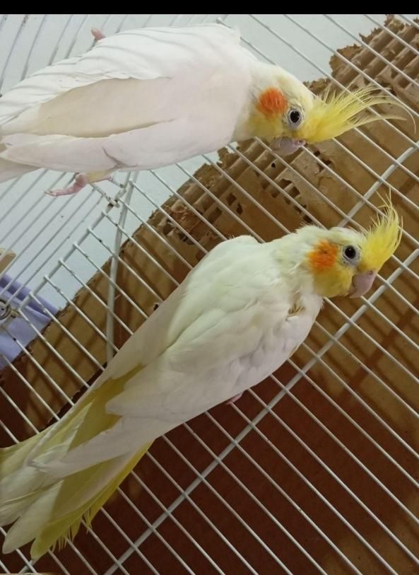 یک جفت عروس هلندی لوتینومولد به همراه تخم و جوجه|پرنده|کرج, آق تپه|دیوار
