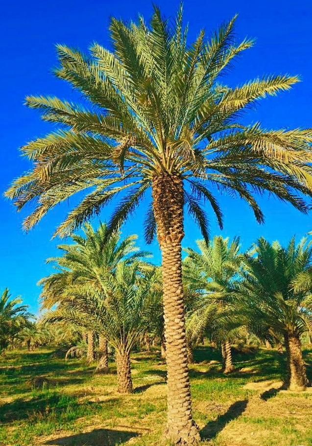 فنیکس نخل پالم|خدمات باغبانی و درختکاری|قزوین, |دیوار