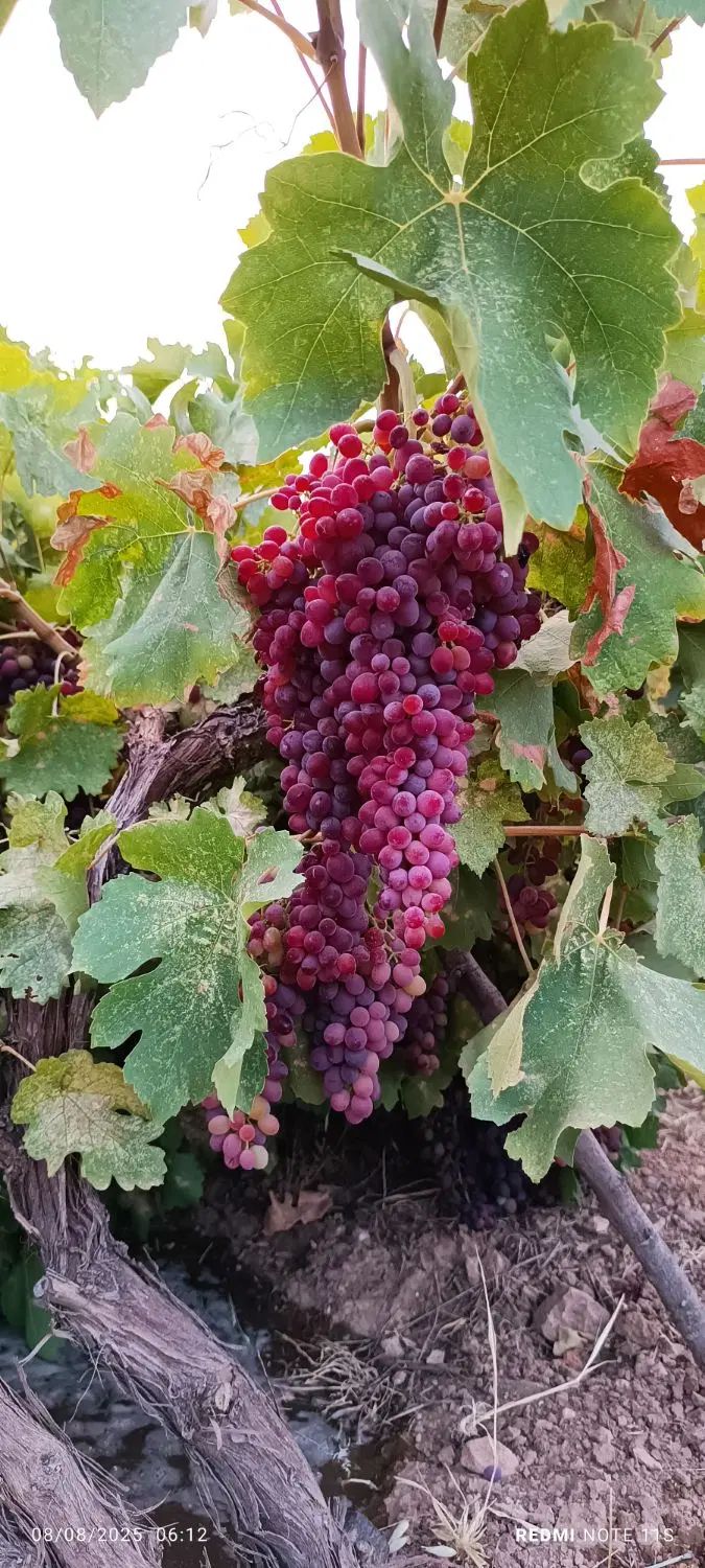 باغ|فروش زمین و ملک کلنگی|زرنه, |دیوار