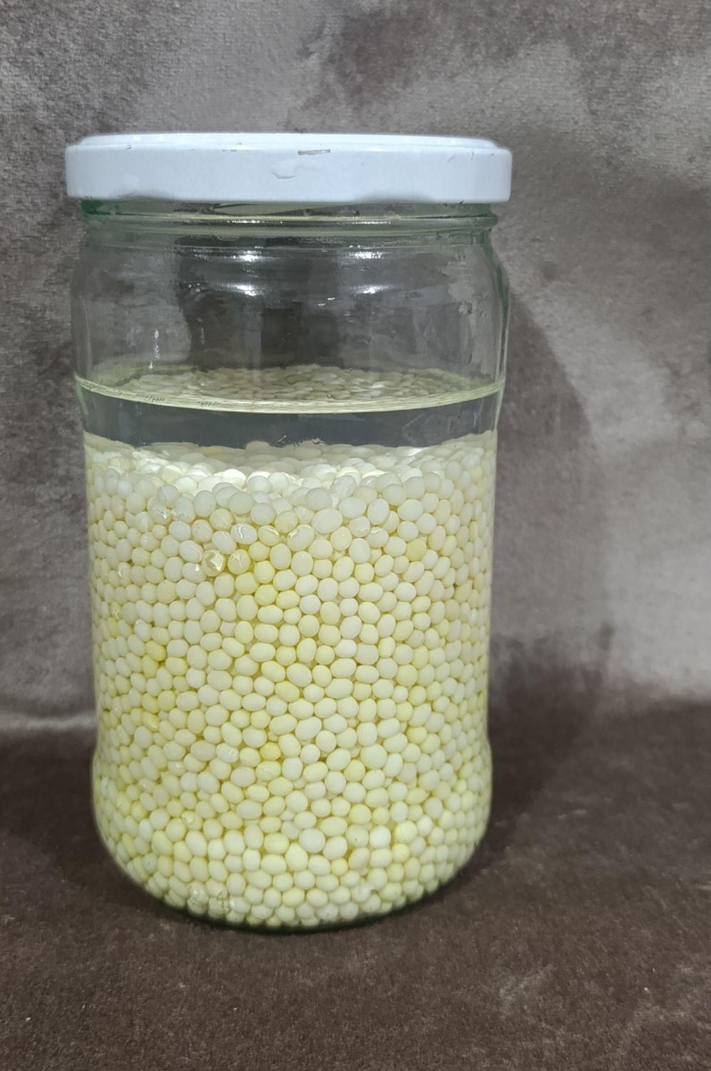 خاویار حلزون|خزنده|مهاباد (آذربایجان غربی), |دیوار