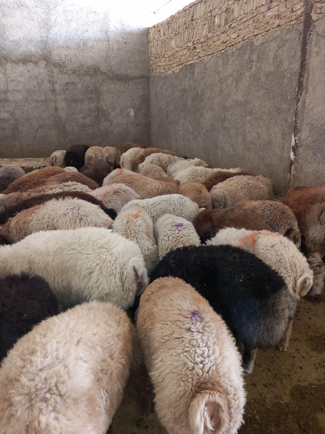 گوسفند زنده پرواری (بومهن)|حیوانات مزرعه|بومهن, |دیوار