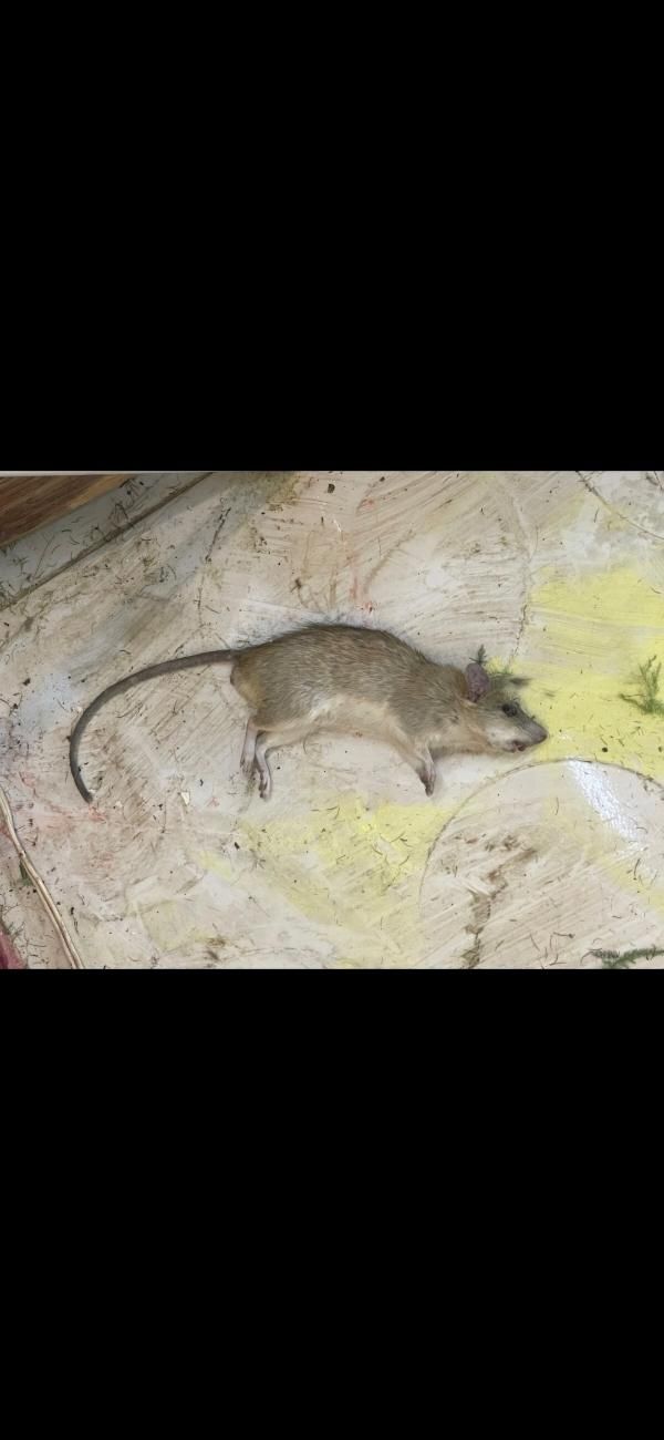 سمپاشی تضمینی انواع موش سوسک کک ساس سم پاشی|خدمات نظافت|شیراز, قصرالدشت|دیوار