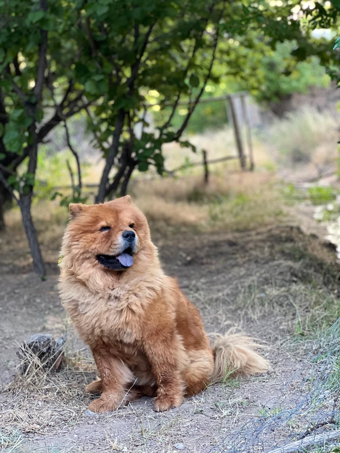 سگ چاوچاوو|سگ|کرمان, |دیوار