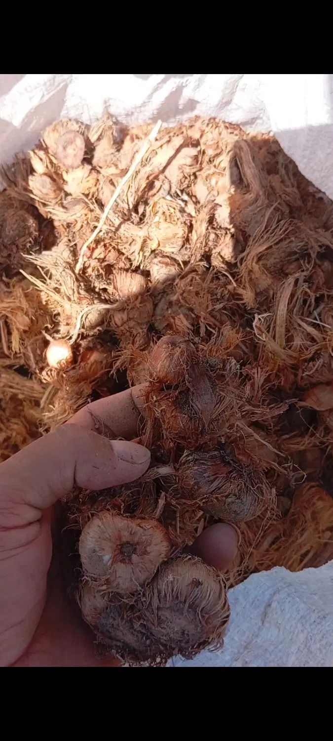 پیاز زعفران ۵۰|خدمات باغبانی و درختکاری|تربتحیدریه, حیدرآباد|دیوار