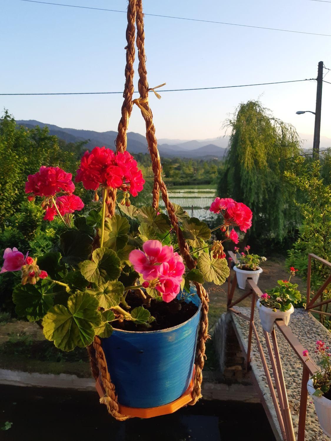 مجتمع اقامتی کلبه آرامش چماچاء|اجارهٔ کوتاه‌مدت ویلا و باغ|رشت, استقامت ۲|دیوار