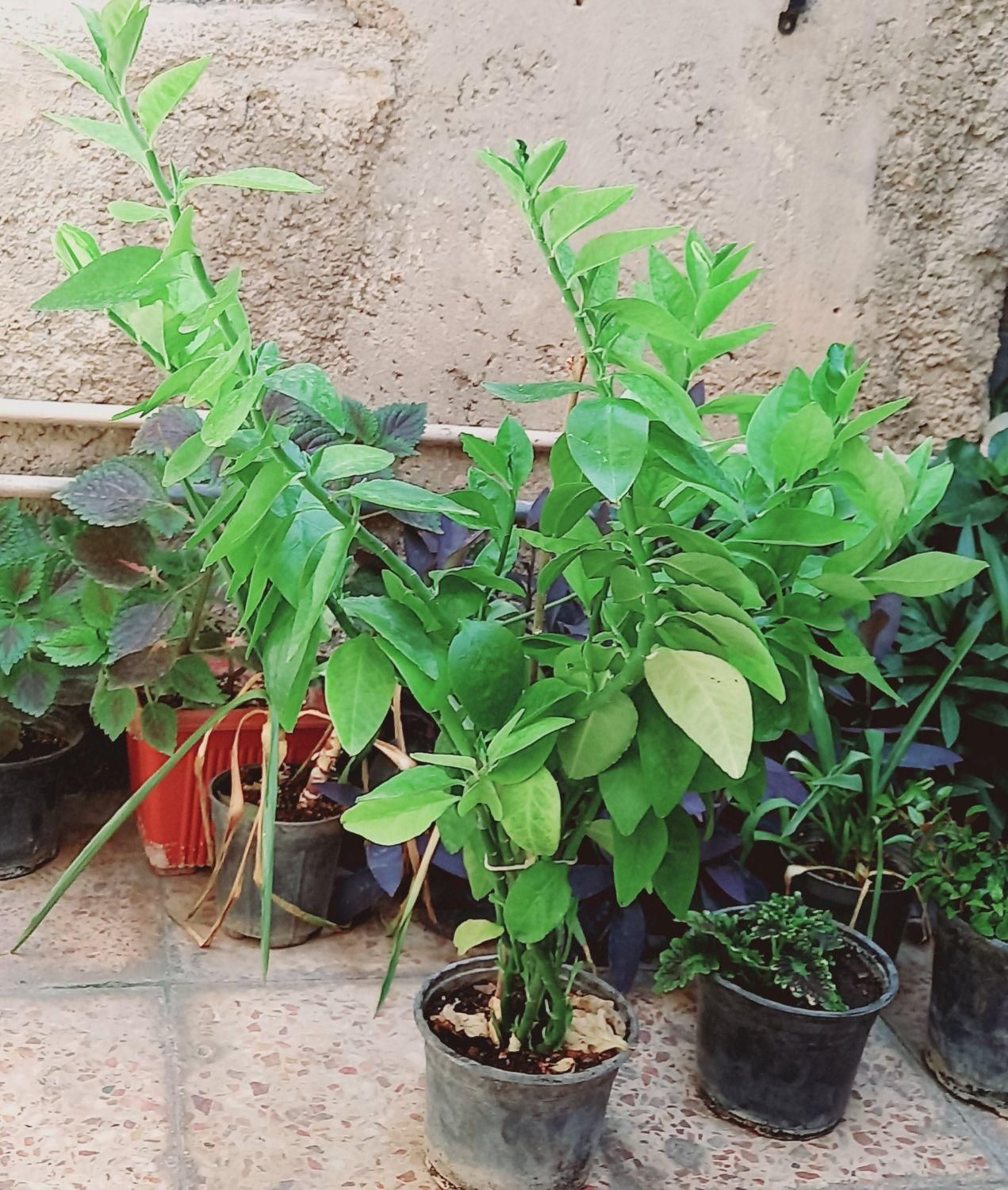 گل سبز|گل و گیاه طبیعی|ایذه, |دیوار