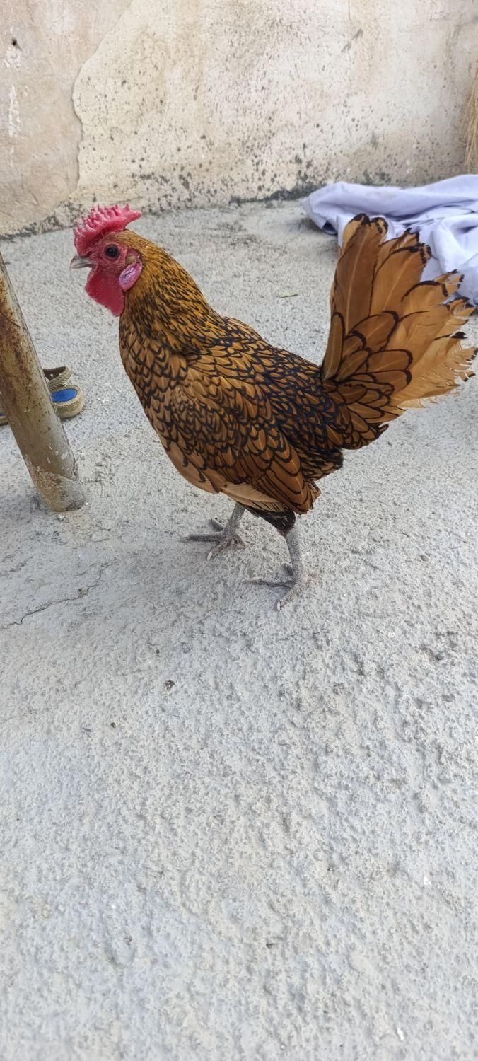 مرغوخروس نیمچه 4ماهه بالغ پولک منظم فوقلاده|حیوانات مزرعه|کرمانشاه, |دیوار