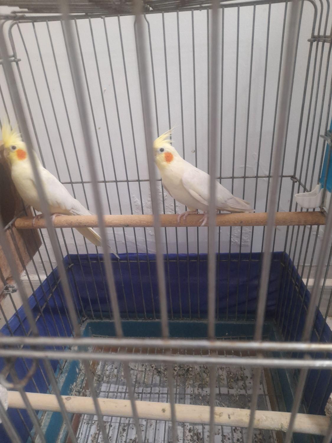 عروس هلندی لوتینو|پرنده|قدس, شهرقدس|دیوار