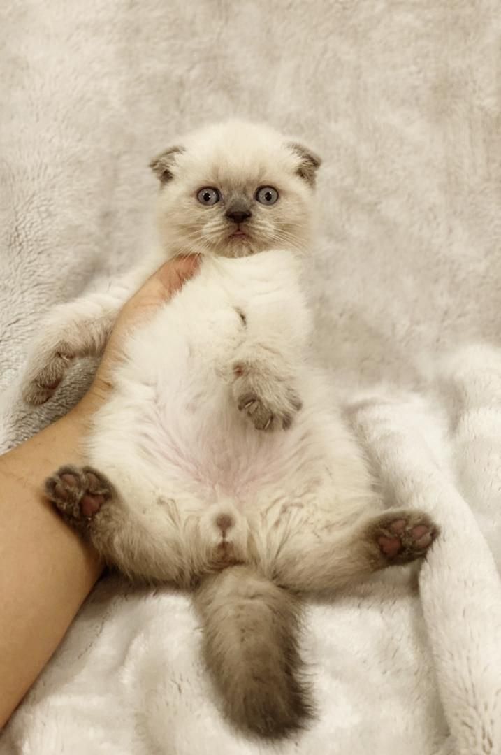 فرشته های کوچولو|گربه|سمنان, |دیوار