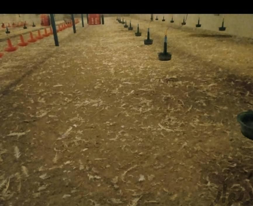 کود مرغی گوشتی|خدمات باغبانی و درختکاری|ازنا, |دیوار