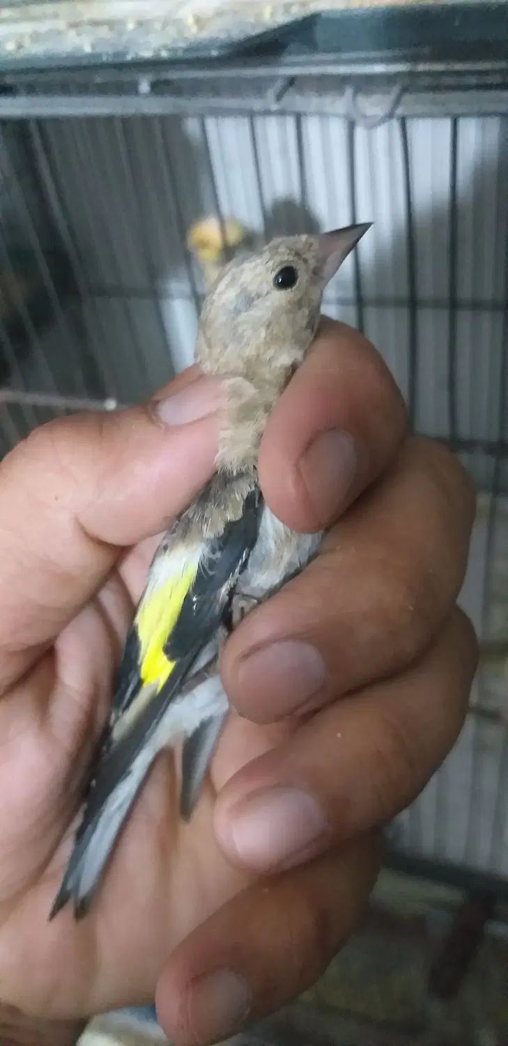 سهره جوجه سهره رسمی و سهره دورگ و گلبسر|پرنده|تهران, دولتخواه شمالی|دیوار