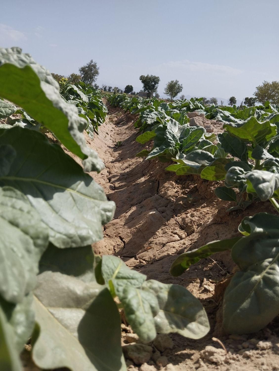 زمین کشاورزی 25 جریب دارای 8 ساعت آب فروش فوری|فروش زمین و ملک کلنگی|گلپایگان, |دیوار
