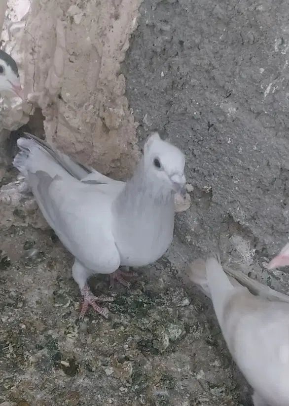 کبوتر پاکستانی کاکلی سار کلاغ کفتر زرد کرمونی|پرنده|تربت‌حیدریه, شهرک ولیعصر|دیوار