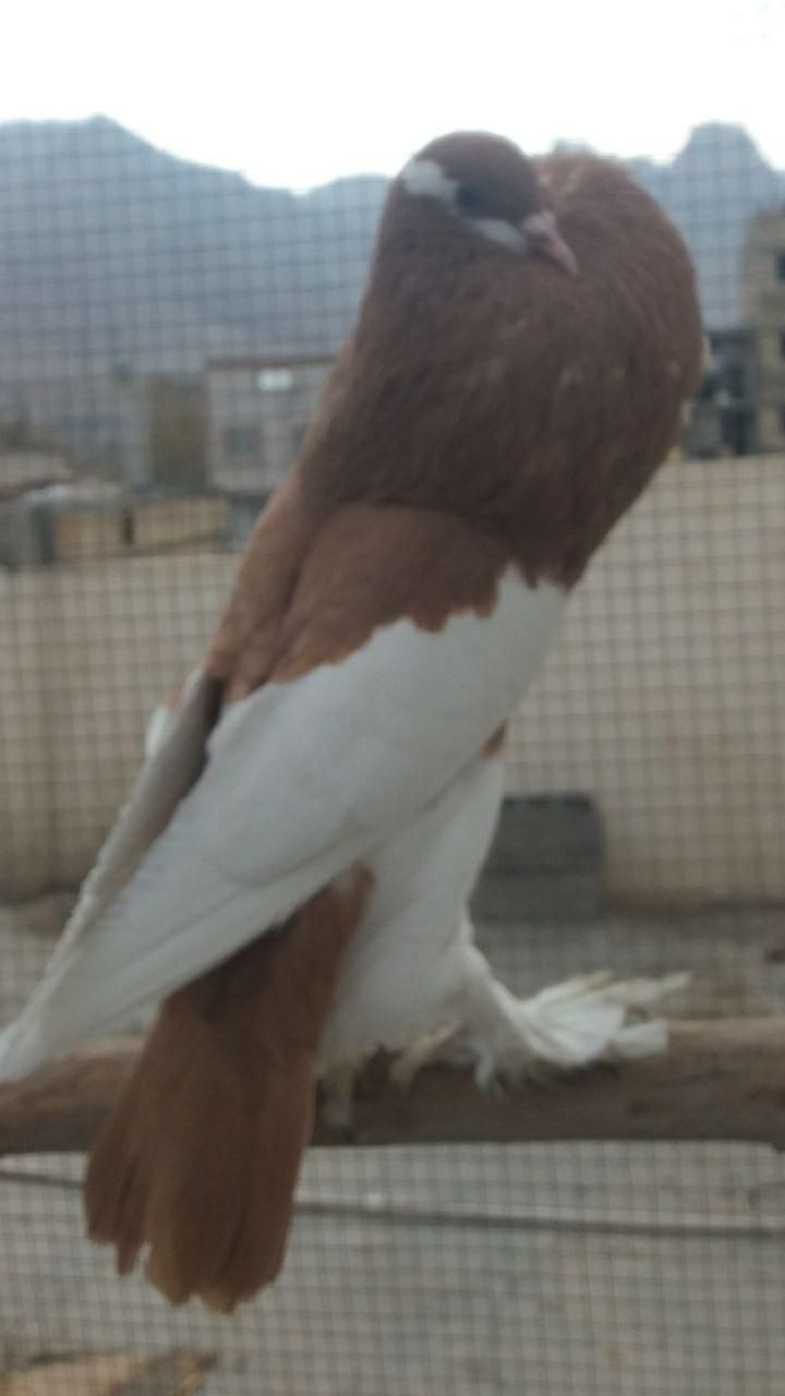 بادکنکی ماهرو|پرنده|اصفهان, ارغوانیه|دیوار