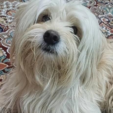 سگ شیتزو۲/۹گمشده حوالی فلکه خاتون همراه بامژدگانی|حیوانات|شیراز, شیشهگری|دیوار