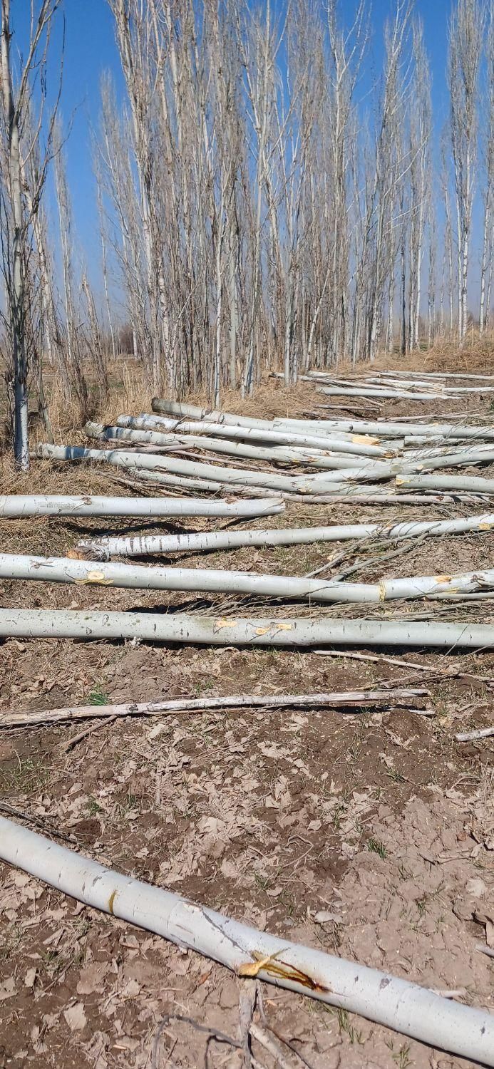 خرید چوب درخت قلمه، دام آغاجی ضایعات در باغ و حیاط|خدمات باغبانی و درختکاری|خوی, |دیوار