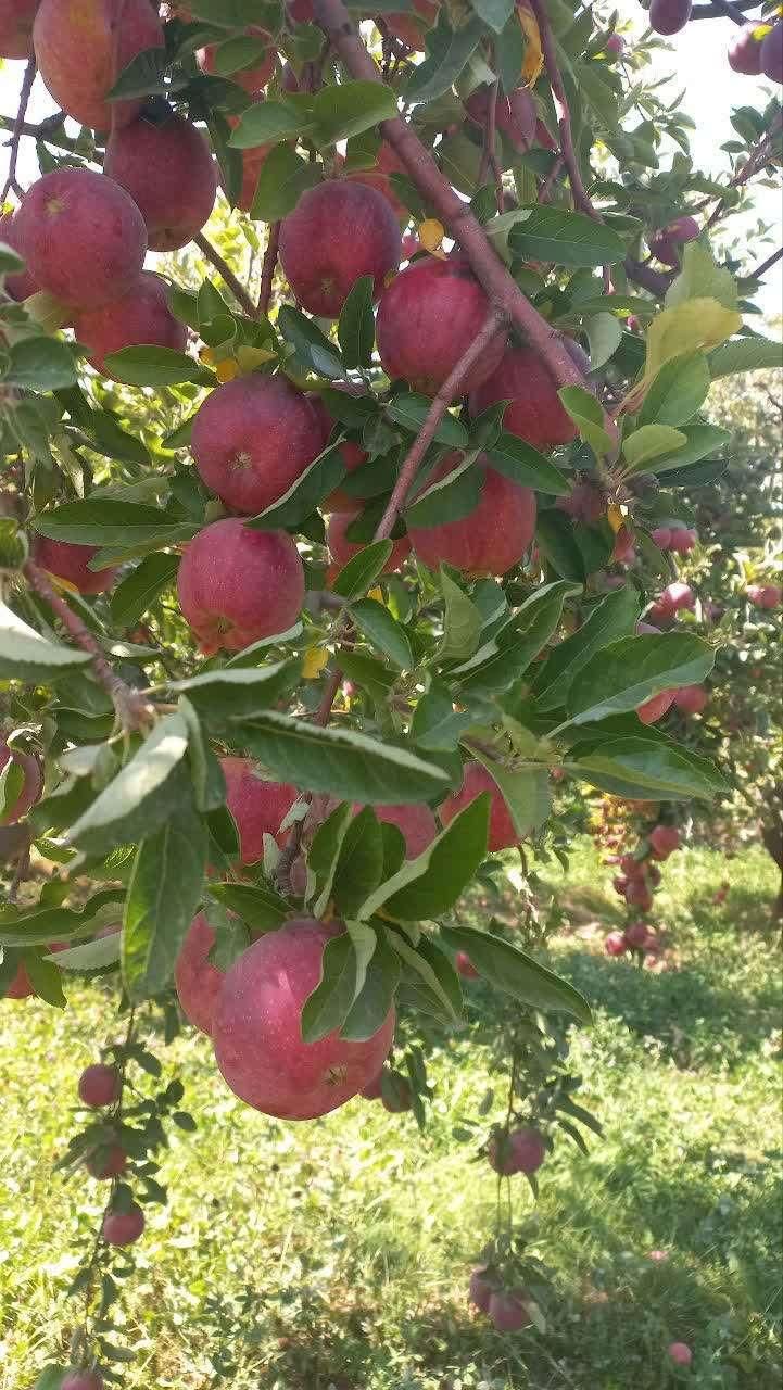 سیب درختی|خوردنی و آشامیدنی|تهران, آرژانتین|دیوار