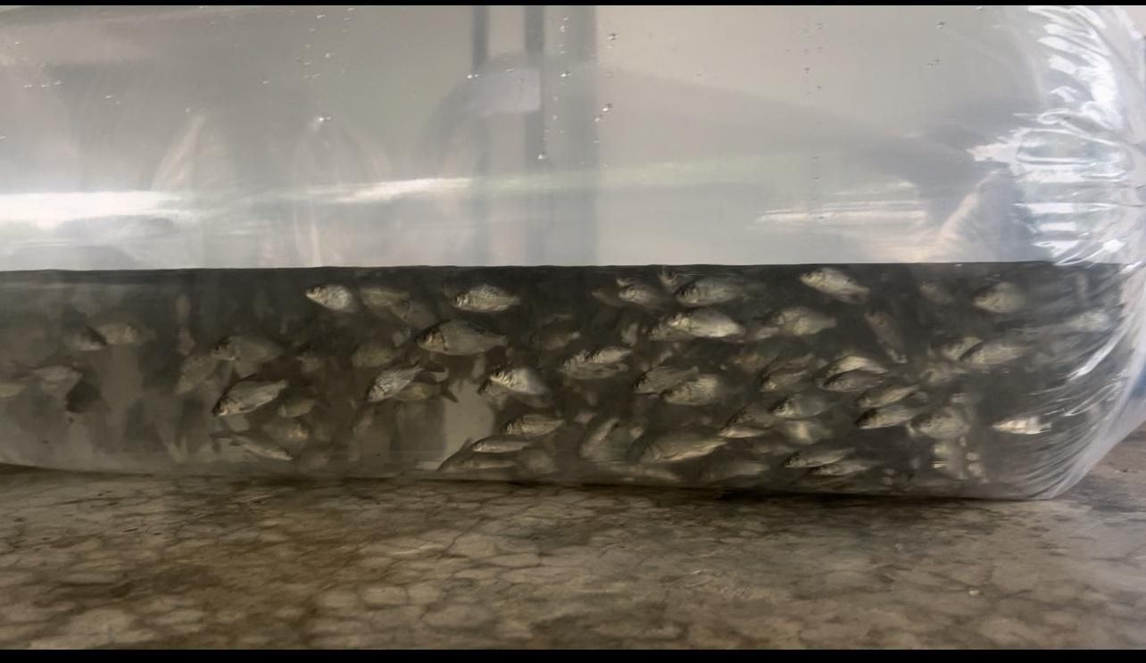 بچه ماهی|ماهی|قزوین, |دیوار