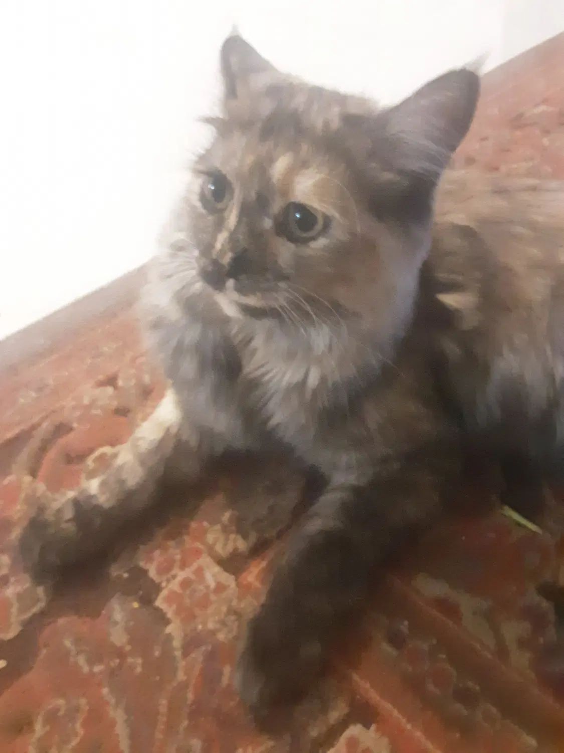 خانواده ی مهربون میخوایم|گربه|کرج, چمران|دیوار